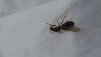 白蟻 生態角色、危害與防治